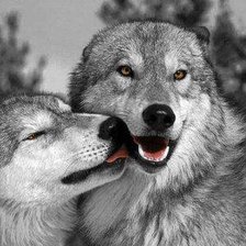 Схема вышивки «Поцелуй волков»