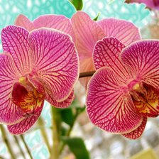 Схема вышивки «орхидея 7»