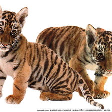 Схема вышивки «два тигрёнка»