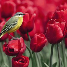 Птичка на тюльпане