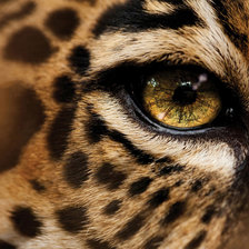 Схема вышивки «Глаза Ягуара»
