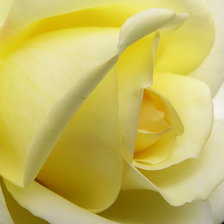 Схема вышивки «Серия ЦВЕТЫ. Белая роза»