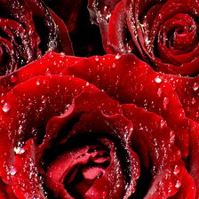 Схема вышивки «Серия ЦВЕТЫ. Розы»
