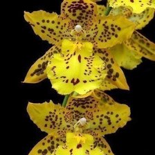 Схема вышивки «Желтая орхидея»