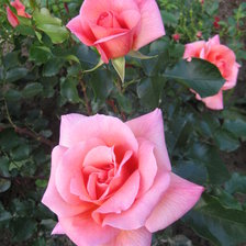 Оригинал схемы вышивки «собственное фото розы» (№261243)