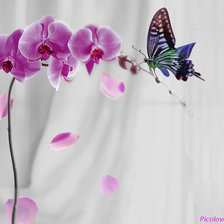 Схема вышивки «Орхидея и бабочка»