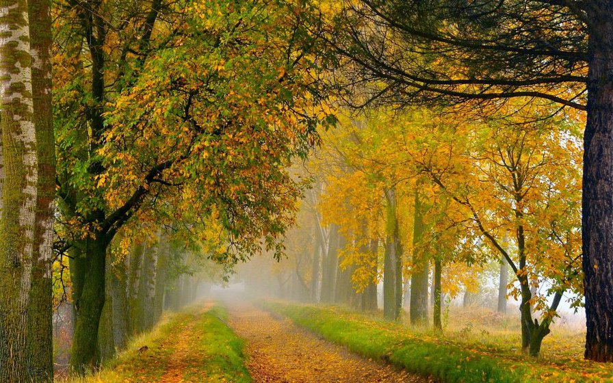 И настала осень - деревя, природа, осень, листья, пейзаж - оригинал
