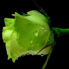 Зеленая роза в капельках дождя.