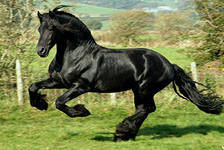 Схема вышивки «чёрная лошадь»