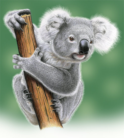 Коала - коала, животные, медведи - оригинал
