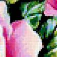 Предпросмотр схемы вышивки «розы» (№270988)