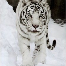 Схема вышивки «белая тигра»