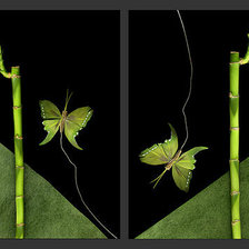 Схема вышивки «бамбук и бабочки»