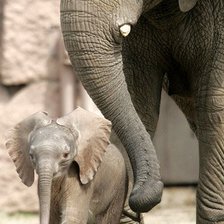 Схема вышивки «Слон и слоненок»