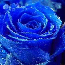 Оригинал схемы вышивки «синяя роза» (№275895)