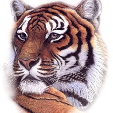 Схема вышивки «Тигриный Взгляд»