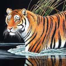 Оригинал схемы вышивки «Тигр у Водоёма» (№278065)