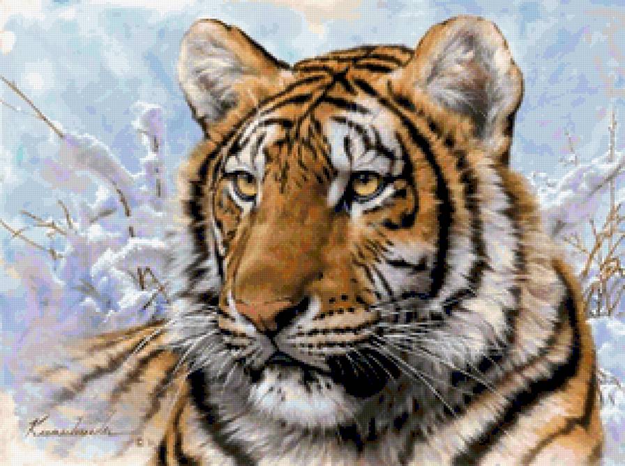 Сибирски Взгляд Тигра - взгляд, тигр, зверь, животное, хищник, дикая кошка - предпросмотр