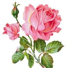Схема вышивки «нежная роза»