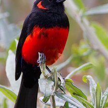 Схема вышивки «красно-черная птица»