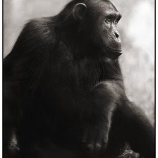 Схема вышивки «шимпанзе»