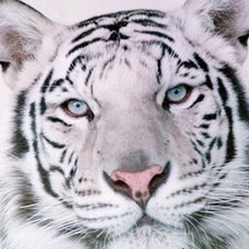 Оригинал схемы вышивки «белый тигр» (№298639)
