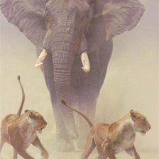 Схема вышивки «слон на охоте»