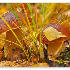 Схема вышивки «грибы, осень»