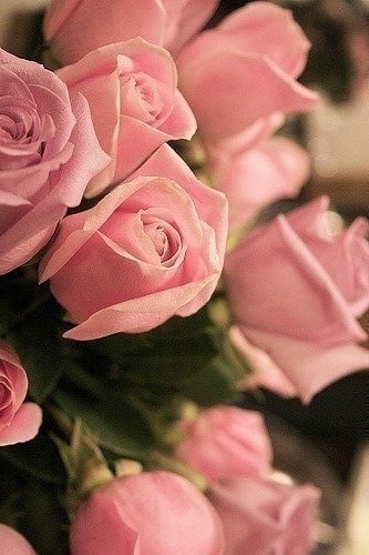 розовые розы - цветы, розовые розы - оригинал