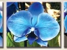 Схема вышивки «Триптих Синие орхидеи»