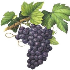 Оригинал схемы вышивки «виноградная гроздь» (№307601)
