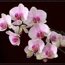 Схема вышивки «Нежно-розовая орхидея»