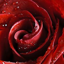 Оригинал схемы вышивки «Красная роза» (№311568)