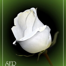 Схема вышивки «белая роза»