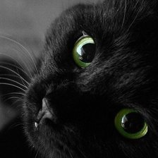 Оригинал схемы вышивки «черный кот» (№313441)