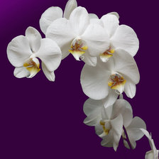 Оригинал схемы вышивки «Белая орхидея» (№314643)