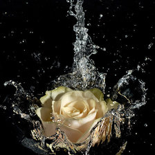 Схема вышивки «роза в воде»