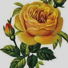 Схема вышивки «Роза желтая»