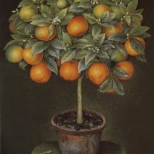 Схема вышивки «фруктовое дерево»
