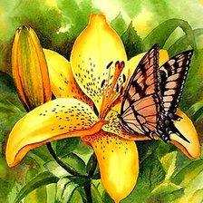 Бабочка на лилии