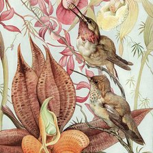 Схема вышивки «Калибри и Орхидея»