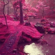 розовый лес