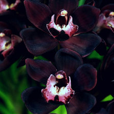 Схема вышивки «Чёрная орхидея»