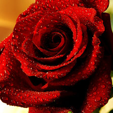 Схема вышивки «Первая роза которую подарил мне мой муж»