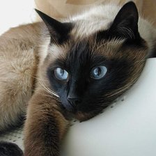 Схема вышивки «Сиамская кошка»