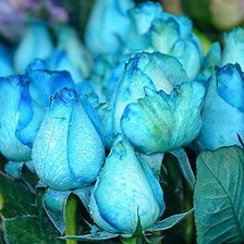 Оригинал схемы вышивки «голубые розы» (№343399)