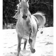 Оригинал схемы вышивки «серия в черно-белом. лошадь» (№344339)