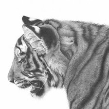 Схема вышивки «серия в черно-белом.тигр»