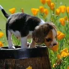 щенок и цветок
