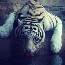 тигр у воды